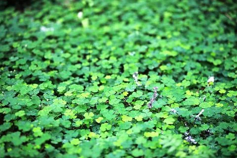Background from plant clover four leaf. Irish traditional symbol. St.Patrick  Stock Photos