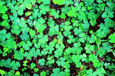 Background from plant clover four leaf. Irish traditional symbol. St.Patrick  Stock Photos