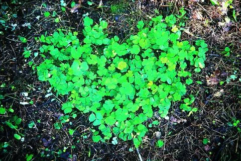 Background from plant clover four leaf. Irish traditional symbol. St.Patric.. 写真素材
