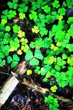 Background from plant clover four leaf. Irish traditional symbol. St.Patric.. Stock Photos
