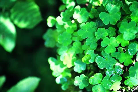 Background from plant clover four leaf. Irish traditional symbol. St.Patric.. 写真素材