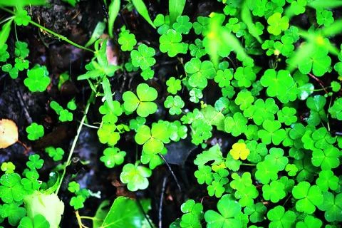 Background from plant clover four leaf. Irish traditional symbol. St.Patric.. Stock Photos