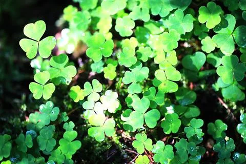 Background from plant clover four leaf. Irish traditional symbol. St.Patric.. Stock Photos