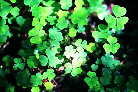 Background from plant clover four leaf. Irish traditional symbol. St.Patric.. Stock Photos