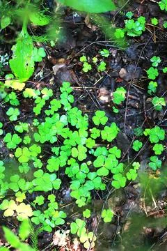 Background from plant clover four leaf. Irish traditional symbol. St.Patric.. Stock Photos