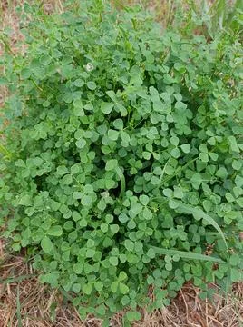 Background from plant clover leaf. St.Patrick Day. Stock Photos