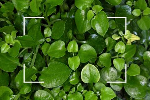 Background of plant leave Stock Photos