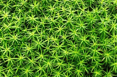 Background of plant leaves pattern Stock Photos