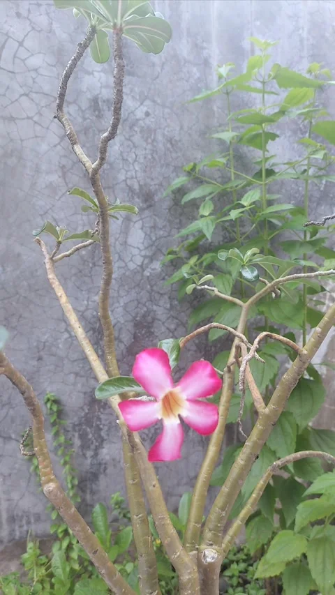 Background Plant, Vertical Video stock 304146762