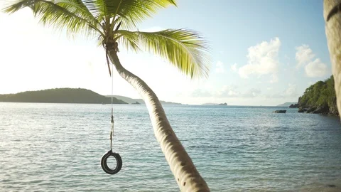 Background Plate of Long palm tree with a tire swing during the sunset Stock Footage 89951068