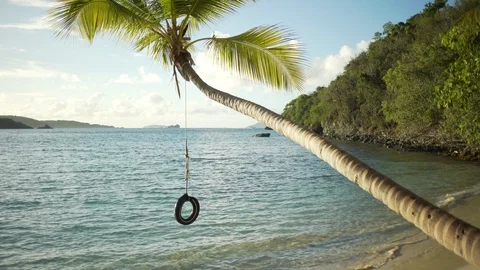 Background Plate of Long palm tree with a tire swing for green screen Stock Footage 89951186