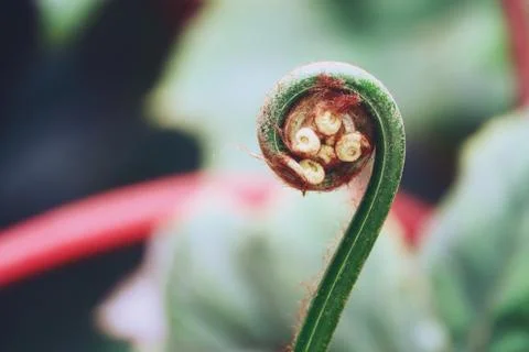 Background with pollen of tree close up Stock Photos