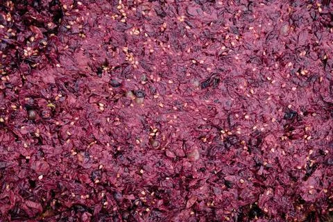 The background of pomace. Solid remains of grapes. Stock Photos