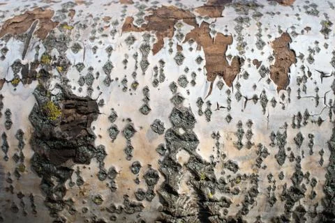 Background from poplar bark. Texture of bark of tree. Stock Photos