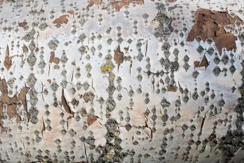 Background from poplar bark. Texture of bark of tree. Stock Photos