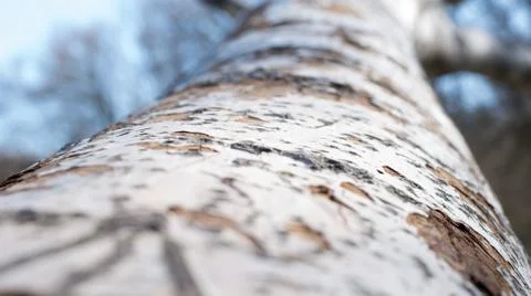 Background from poplar bark. Texture of bark of tree. Foto stock