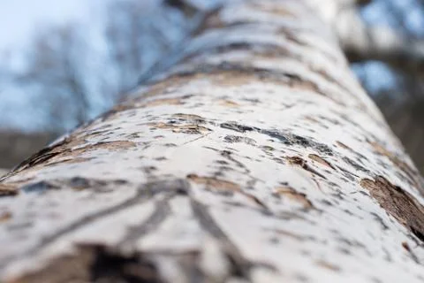 Background from poplar bark. Texture of bark of tree. Stock Photos