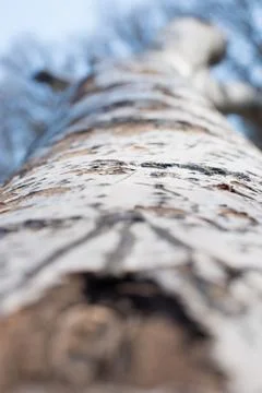 Background from poplar bark. Texture of bark of tree. Stock Photos