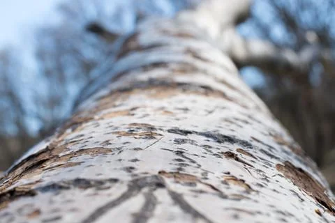 Background from poplar bark. Texture of bark of tree. Stock Photos