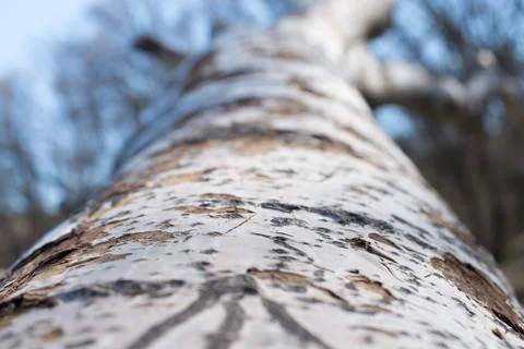 Background from poplar bark. Texture of bark of tree. Stock-Fotos