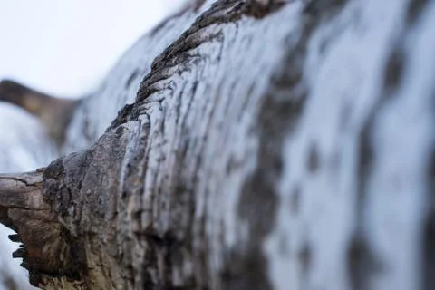 Background from poplar bark. Texture of bark of tree. Foto stock