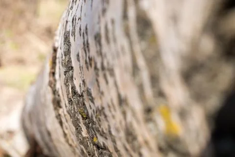 Background from poplar bark. Texture of bark of tree. Stock Photos