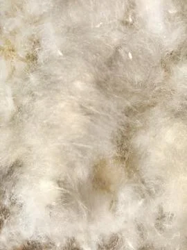 Background - poplar fluff. Stock Photos