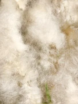 Background - poplar fluff. Foto stock