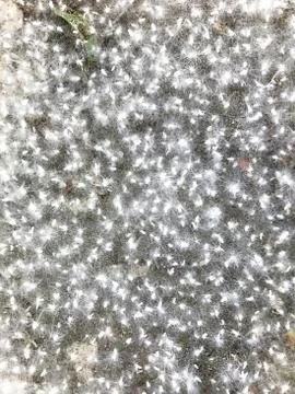 Background - poplar fluff. Stock Photos