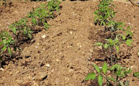 Background of a potato field 库存照片