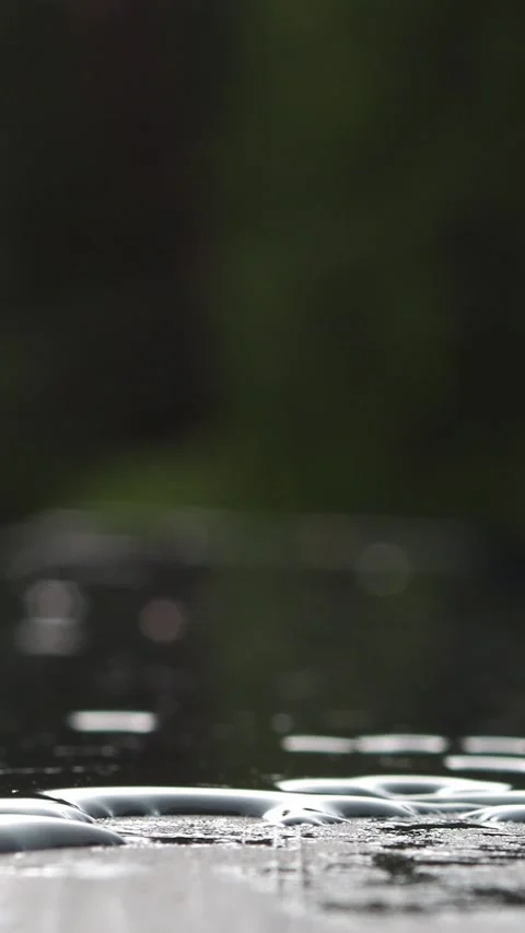 Background pouring rain on the forest background. Autumn mood, end of summer. Co Stock Footage 311245118