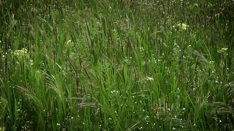 Background. Prairie Grass and Wind 動画素材 106459230