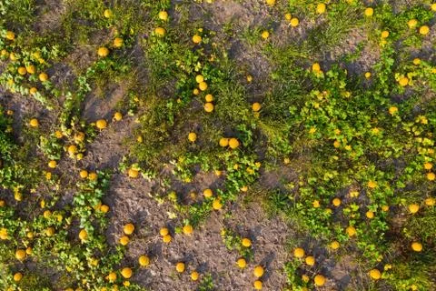 Background from pumpkin field with multiple vegetables growing from above Stock Photos
