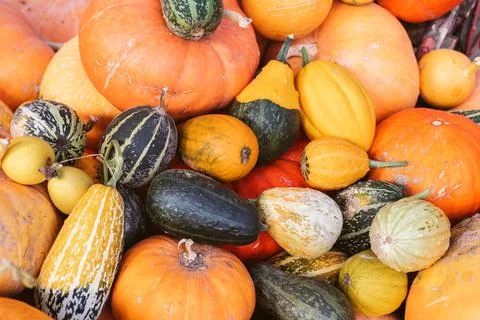 Background of pumpkins of different sizes and varieties. Harvest and the Stock Photos