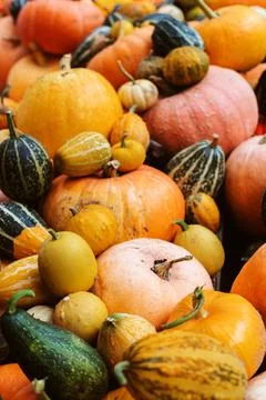Background of pumpkins of different sizes and varieties. Harvest and the Stock Photos