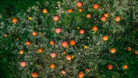 Background of pumpkins on the ground top view aerial photography from a drone Stock Photos