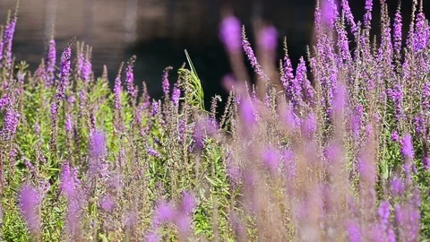 Background of purple flowers Stock Footage 94652450