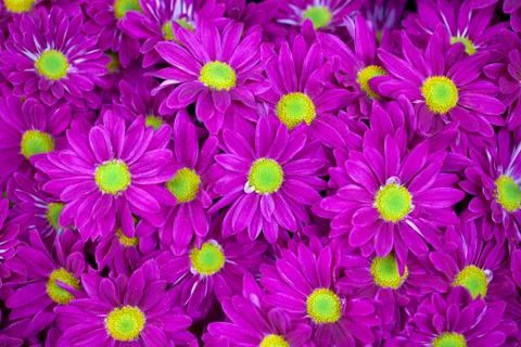 Background of purple flowers Stock Photos