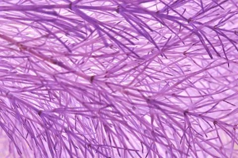 Background of purple grass Stock Photos