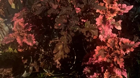 Background: purple leaf Stock Footage 244112041