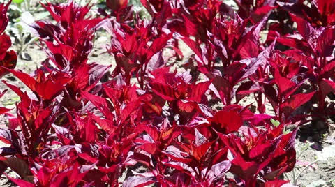 Background of purple plants Stock Footage 24794974