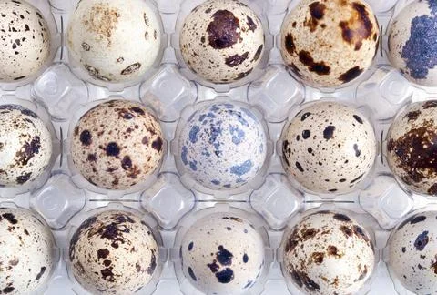 Background with quail eggs Stock Photos