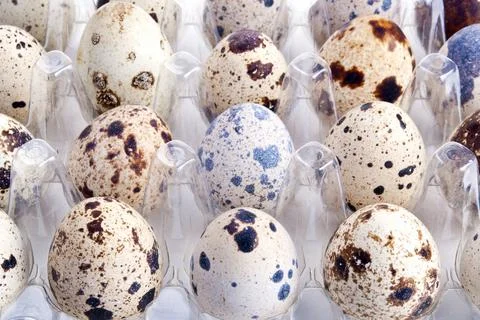 Background with quail eggs Stock Photos