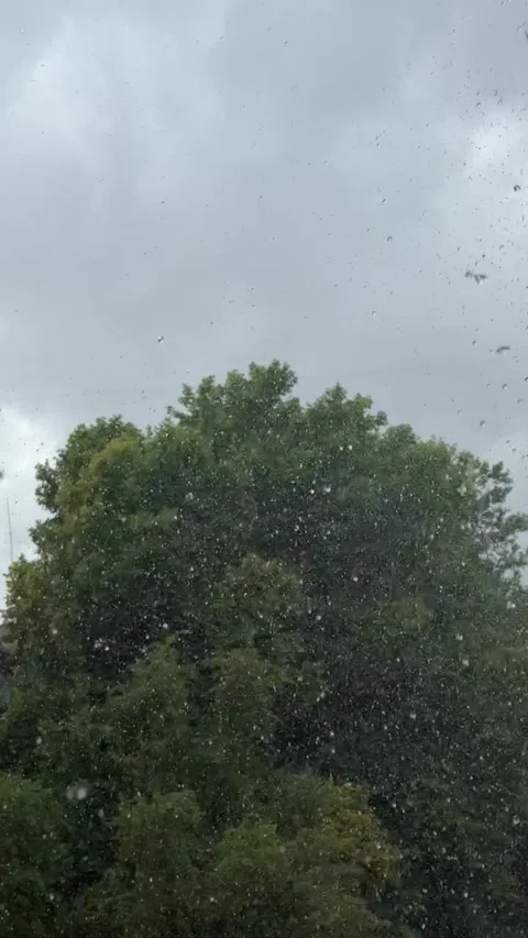 Background of rain drops falling over trees close up. Autumn season. Stock Footage 348133147
