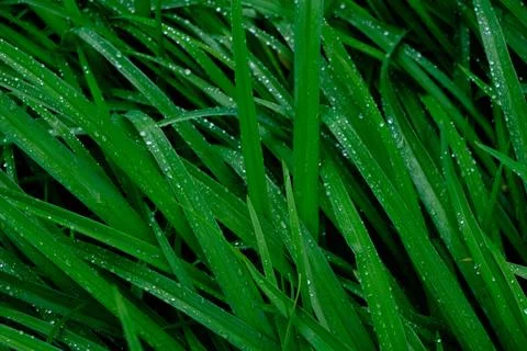 Background, raindrops on green flower stems, wet foliage after rain. Stock Photos