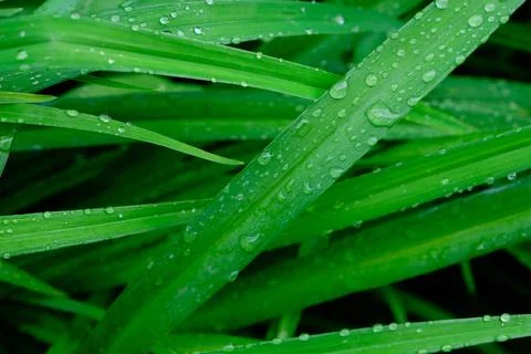 Background, raindrops on green flower stems, wet foliage after rain. Stock Photos