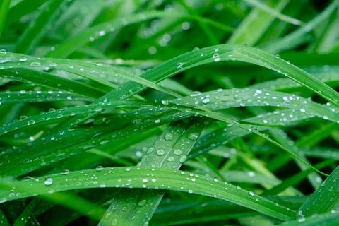 Background, raindrops on green flower stems, wet foliage after rain. Stock Photos