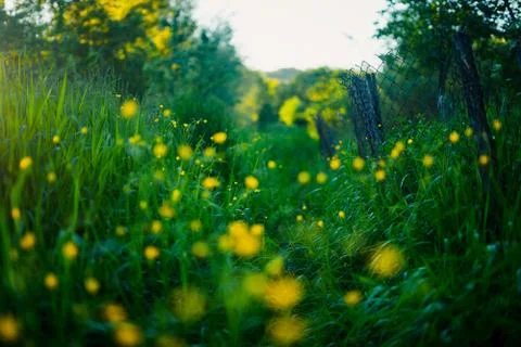 Background Ranunculus acris on a meadow with a mesh. Concept: morning in vill Stock Photos