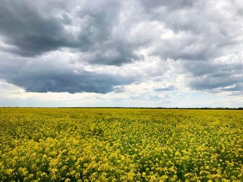 Background - rape field and sky. Stock Photos