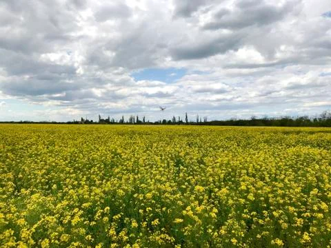 Background - rape field and sky. Stock Photos
